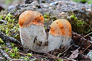 Two cute red-capped scaber stalks Leccinum aurantiacum with white legs close up. Fungi, mushroom in the summer forest.