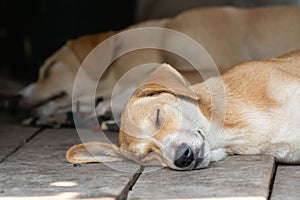 Two cute red dogs sleeping on the wooden porch