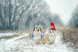 Two cute red-haired twin Corgi dogs sit in the Park in funny knitted warm hats on a snowy winter day and look at each other