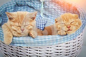 Two cute red kittens sleeping in a basket