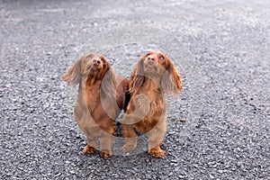 Two cute red miniature long-haired dachshunds standing outdoors looking up with crooked smile