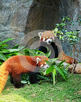 Two cute red pandas eating bamboo