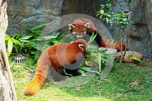 Two cute red pandas eating bamboo