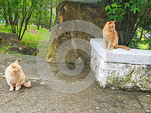 Two cute red street cats bask in the sun in the park against the background of trees
