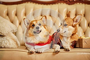 Two cute red-white welsh corgi pembroke in New Year's clothes sitting on sofa with gift boxes