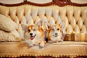 Two cute red-white welsh corgi pembroke in New Year's clothes sitting on sofa with gift boxes
