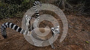 Two cute ring-tailed catta lemurs are sitting on a dirt track with red soil.