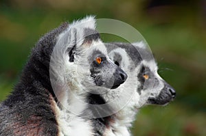 Two cute ring-tailed lemurs