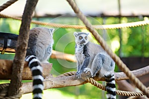 Two cute ring-tailed lemurs sitting on a branch in a zoo