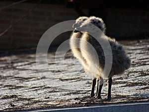 Two cute seagull chicks walking of the roof against sunlight