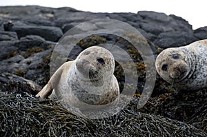 Two cute seals resting on seaweed in Skye