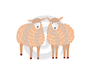 Two cute sheep flat vector illustration. Adorable woolly lambs, fluffy domestic animals isolated on white background