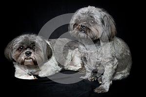 Two cute shih tzu dogs on black background