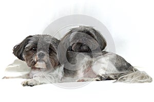 Two cute shih tzu dogs lying on white looking at viewer