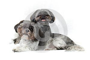 Two cute shih tzu dogs on white background looking at viewer