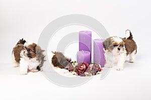 Two cute shih-tzu puppies with holliday candles photo