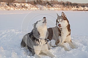 Two cute siberian husky dogs howls on snow.