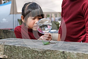 Two cute sisters are exploring and using a magnifying glass to observe wild caterpillars moving on planks. Cute Asian girl