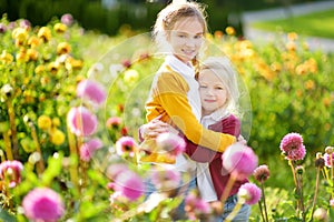 Two cute sisters playing in blossoming dahlia field. Children picking fresh flowers in dahlia meadow on sunny summer day.