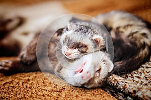 Two cute sleeping ferrets