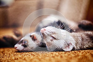 Two cute sleeping ferrets