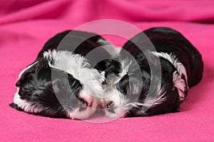 Two cute sleeping havanese puppies dog on a pink bedspread