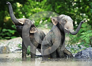 Two cute small baby elephants playing in the water.