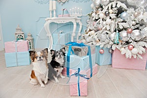 Two cute small dogs chihuahua sitting near gift boxes and christ
