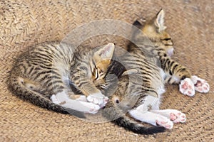 Two cute small kitten
