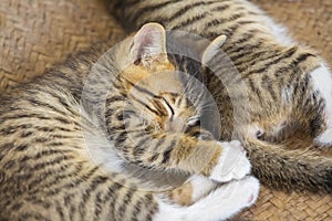 Two cute small kitten
