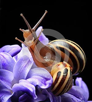 Two cute snails on blue hyacinth