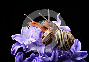 Two cute snails on blue hyacinth