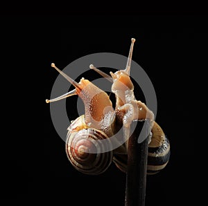 Two cute snails hugging