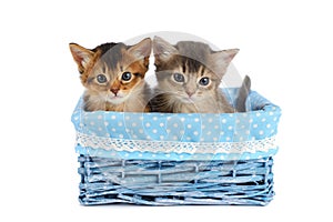 Two cute somali kittens isolated on white background