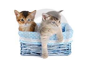 Two cute somali kittens isolated on white background