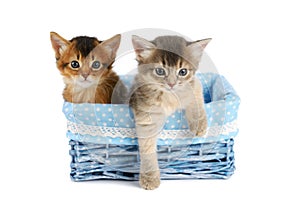 Two cute somali kittens isolated on white background
