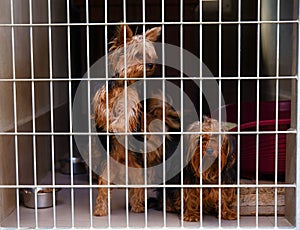 Two cute strayed dogs in dog shelter.