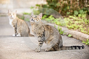 Two cute street cat grey tortoise color sits on the pavement, a street portrait of tabby cat with green eyes. Hungry stray cat