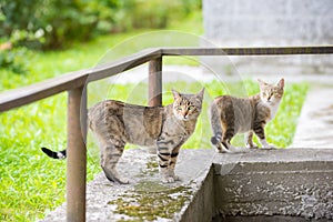 Two cute street cat grey tortoise color stand on the pavement near the house, a street portrait of tabby cat with green eyes.