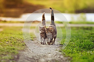 Two cute striped cats walking on the road in the garden spring in Sunny day, highly raising tails