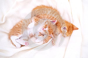 Two Cute striped ginger kittens sleeping lying white blanket on bed. Concept of adorable little cats. Relax domestic