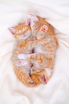 Two Cute striped ginger kittens sleeping lying white blanket on bed. Concept of adorable little cats. Relax domestic