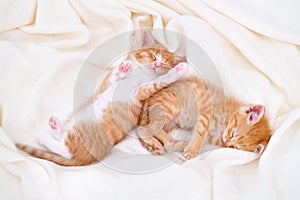 Two Cute striped ginger kittens sleeping lying white blanket on bed. Concept of adorable little cats. Relax domestic