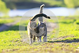 Two cute striped kitten walking on green grass