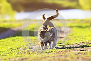 Two cute striped kitten walking on green grass next to and cares