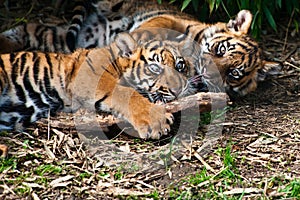 Two cute sumatran tiger cubs playing