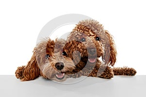 Two cute sweet red-brown poodles, liitle dogs posing isolated over white studio background. Pet look happy, healthy and
