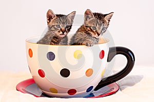 Two cute tabby kittens in giant polka dotted mug or cup