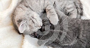 Two cute tabby kittens kissing sleeping on white soft blanket in yin yang shape. Cats rest on bed. Black and white kittens have a
