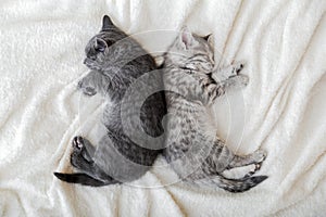 Two cute tabby kittens sleeping on white soft blanket in yin yang shape. Cats rest napping on bed. Black and white